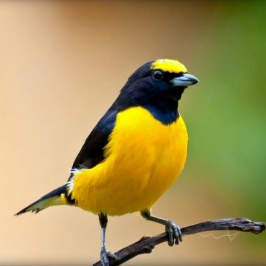 Птица желто черная окраска поет