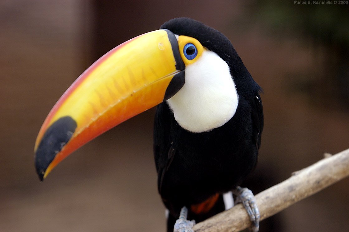 Золотой Тукан