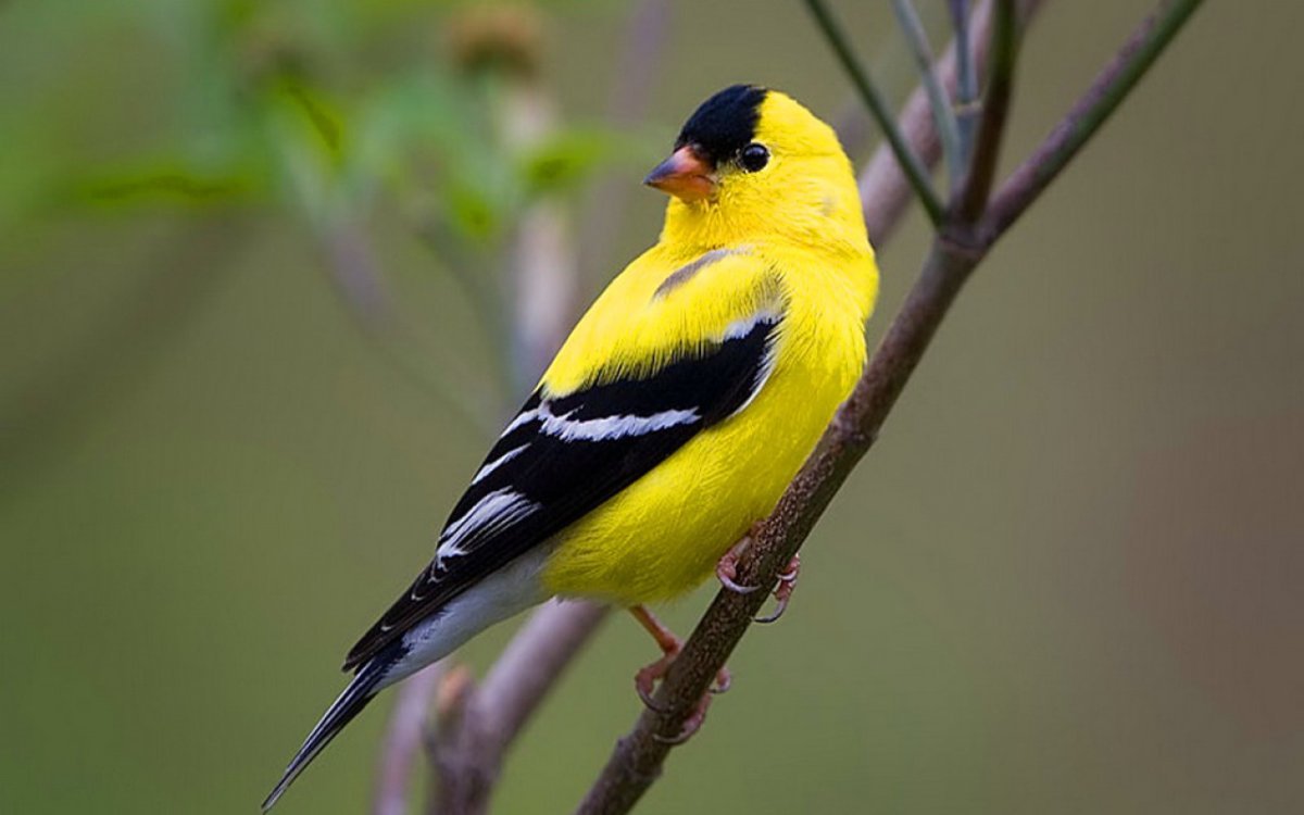 Willow Goldfinch: