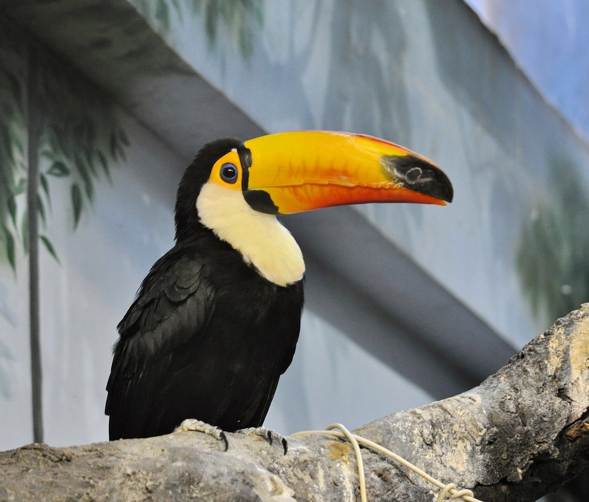 Лимонногорлый Тукан