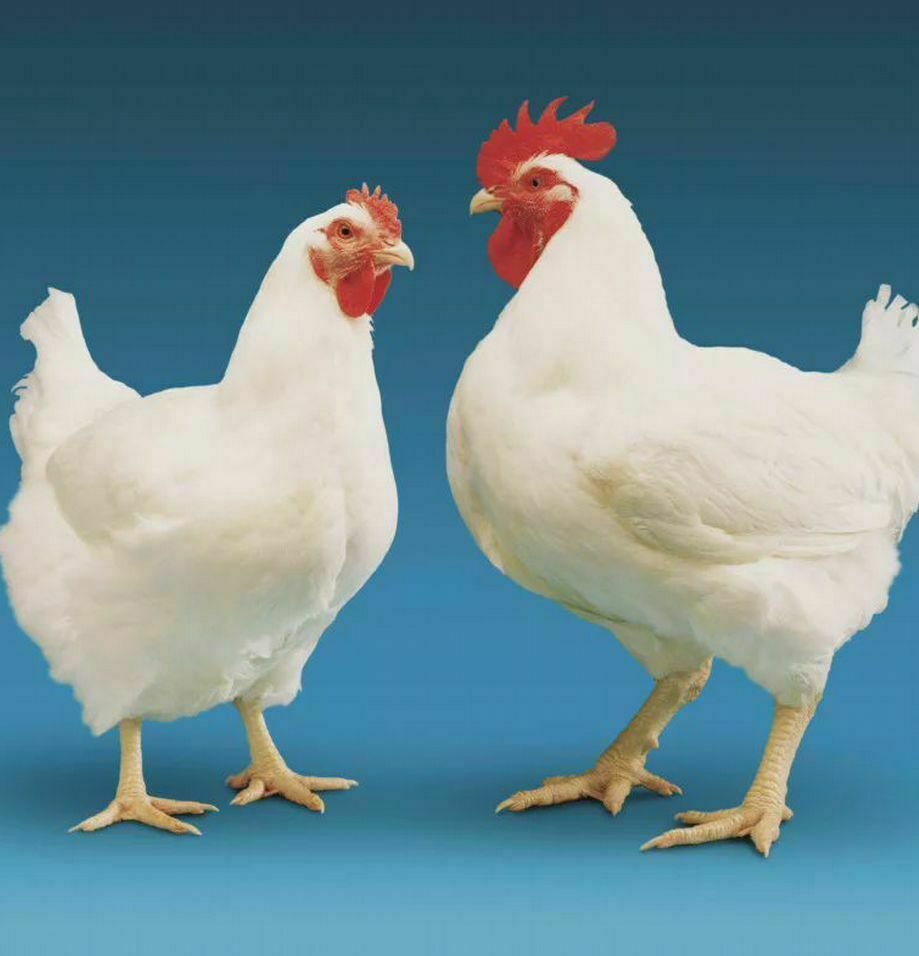 Бройлер Кобб 500