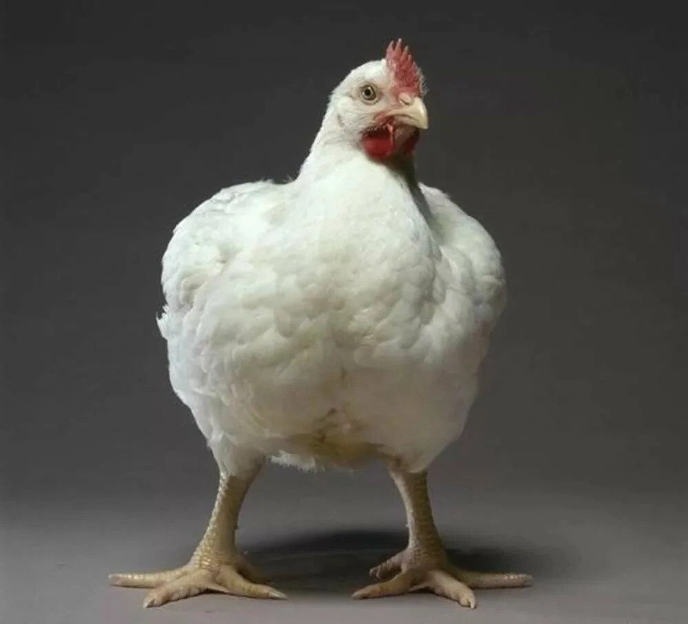 Куры бройлеры Кобб 500