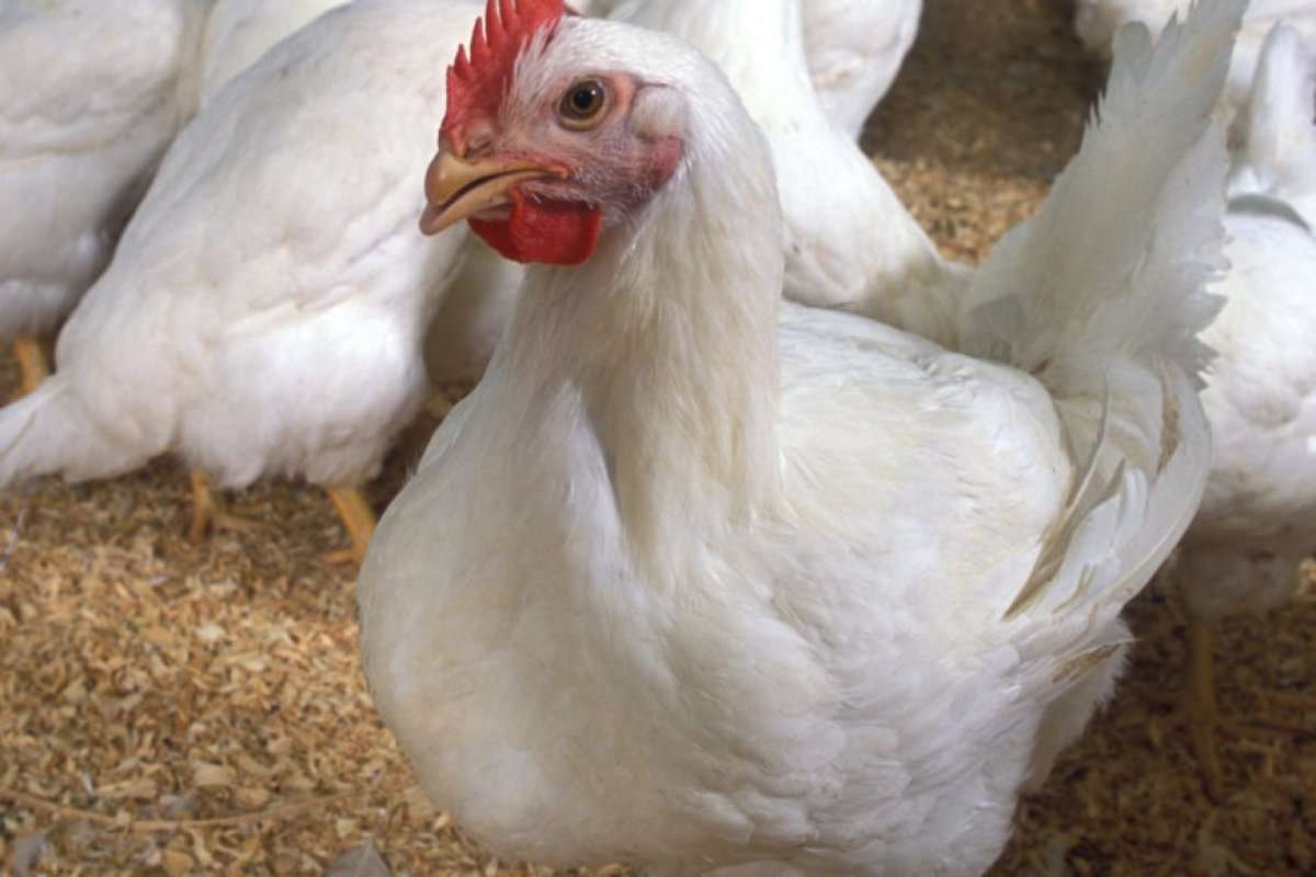 Ross 308 бройлеры