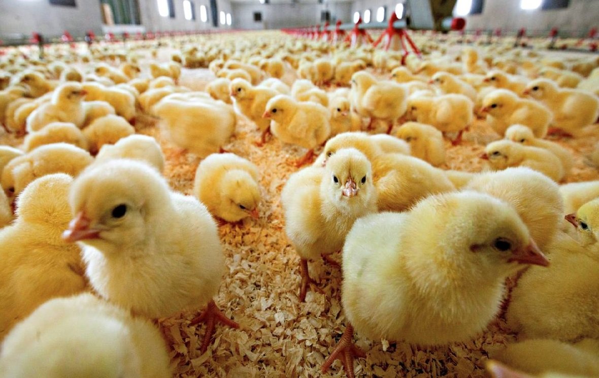 Кросс Росс 308 ремонтный Молодняк