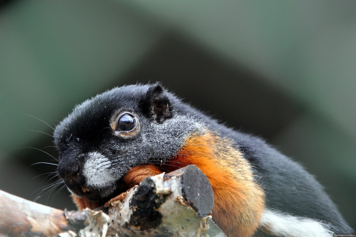 Птицы Пермского зоопарка