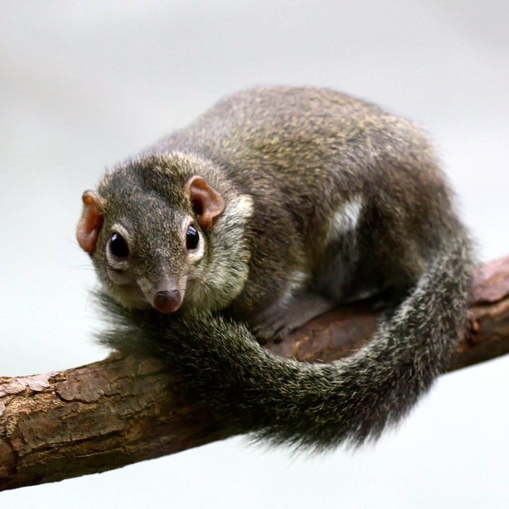 Малайская тупайя