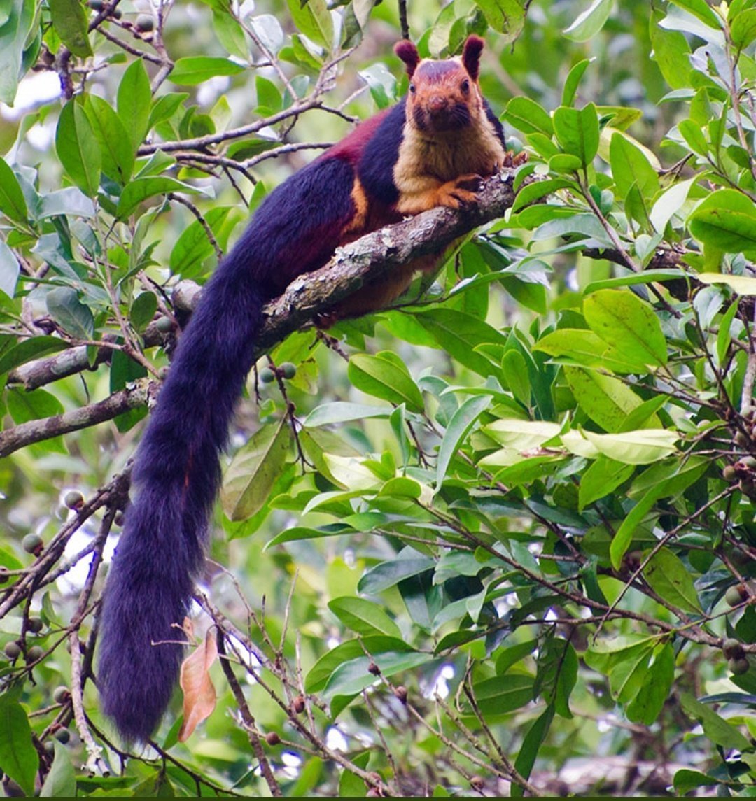 Ратуфа Индика