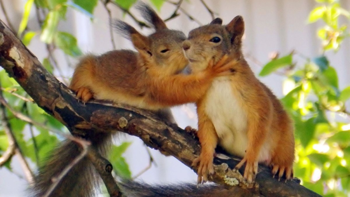 Белочка обнимашки