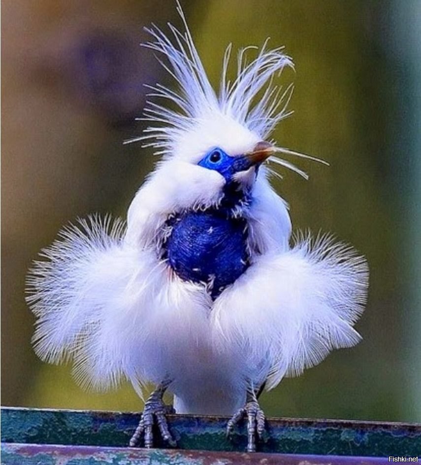 Балинезийский скворец