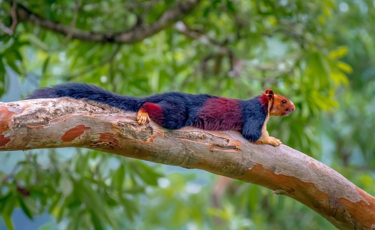 Ратуфа индийская гигантская белка