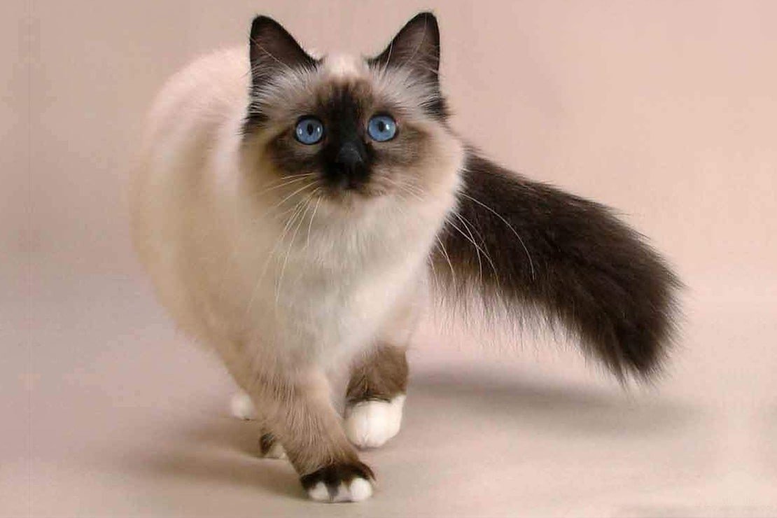 Балинезийская кошка и бирманская