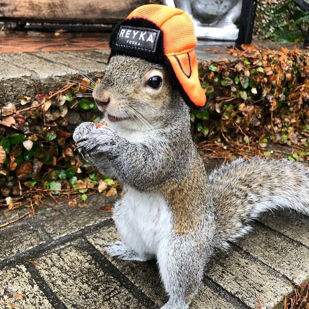 Королевская белка