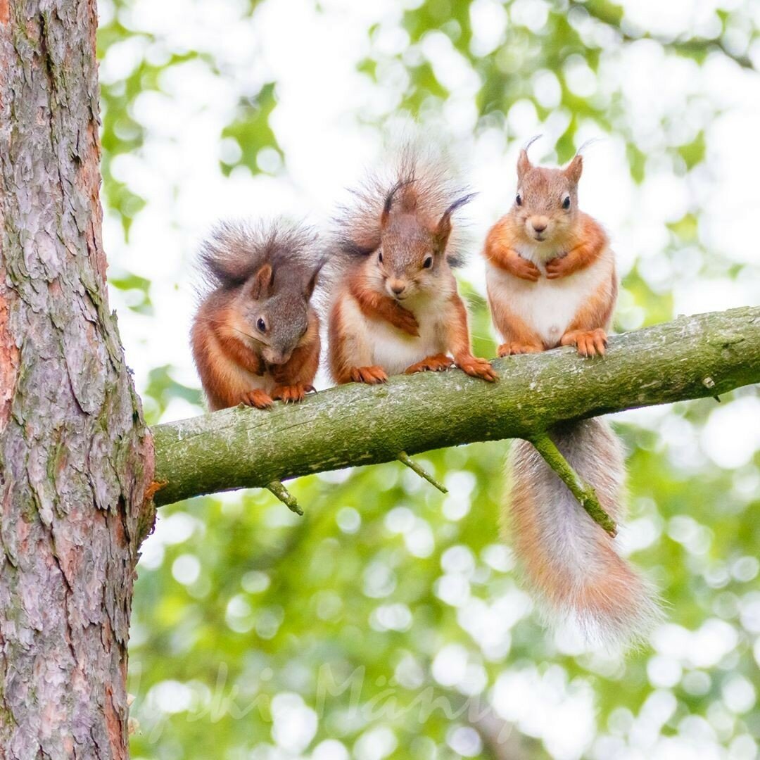 Бельчата много