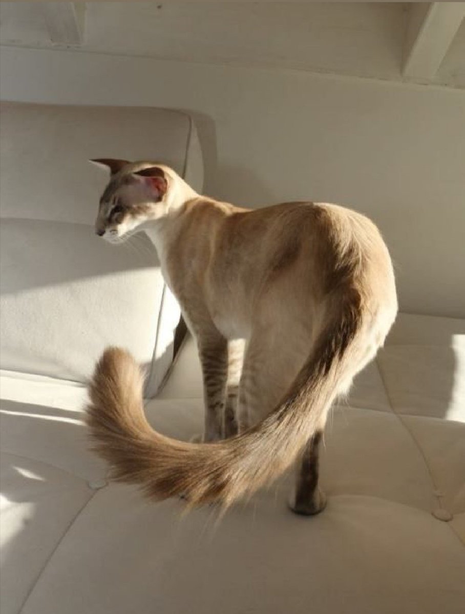 Ориентальная кобалинезийская кошкашка