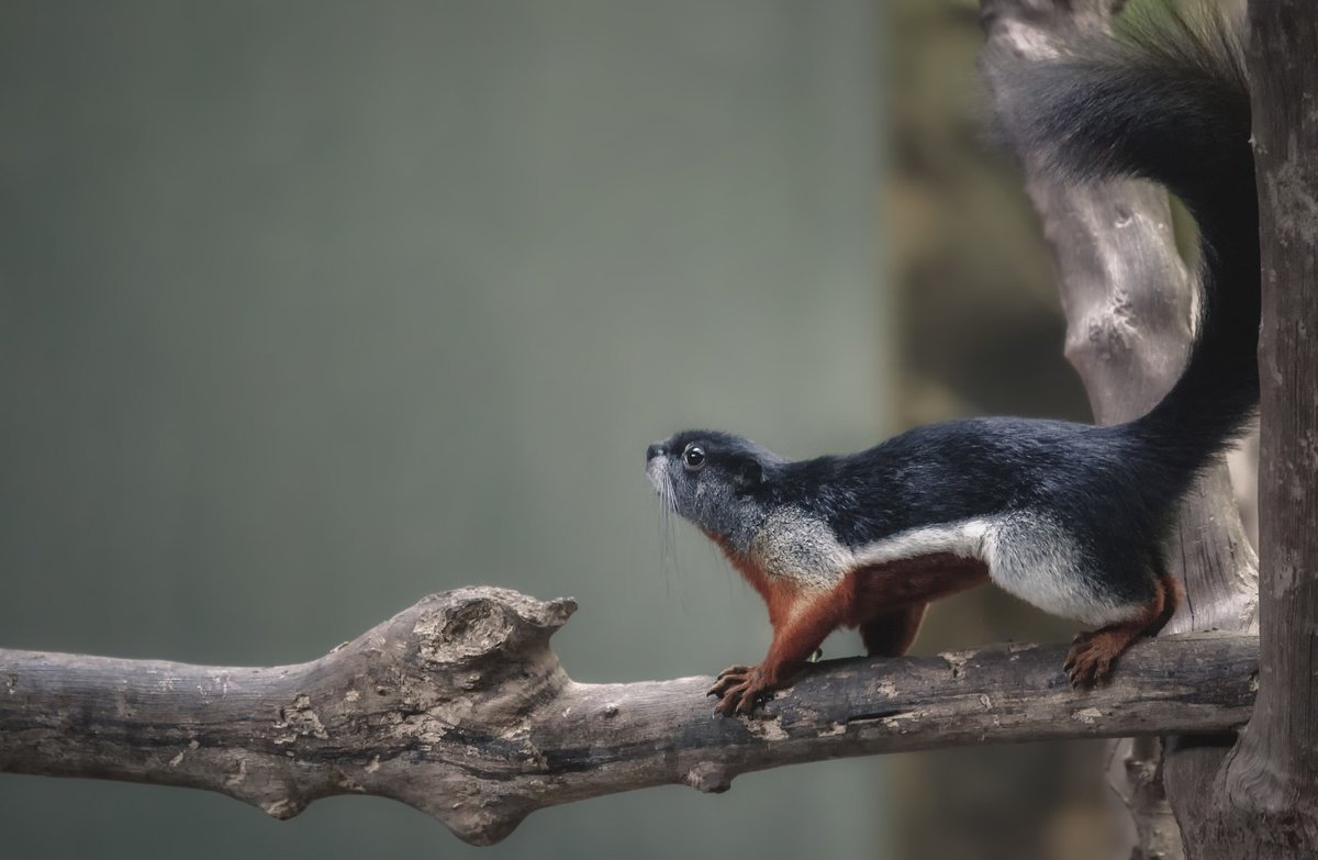 Большехвостая гигантская белка