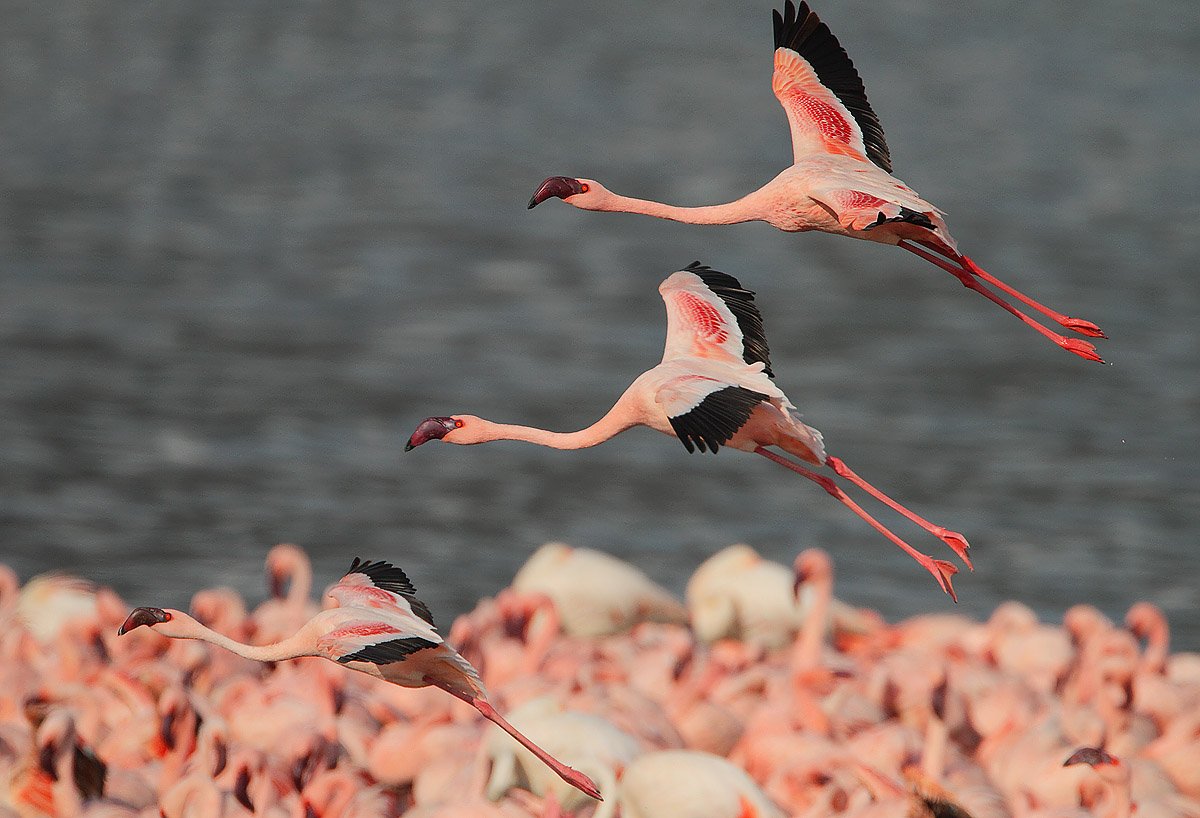 Фламинго интересная. Миллион Фламинго озеро Накуру. Африканский Фламинго. Розовый Фламинго птица. Миграция Фламинго.