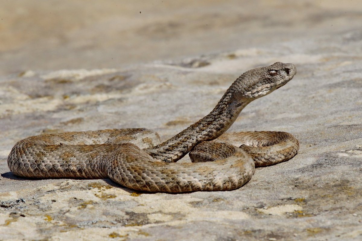 Гюрза Vipera lebetina