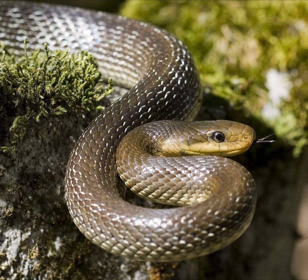 Змеи Чувашии