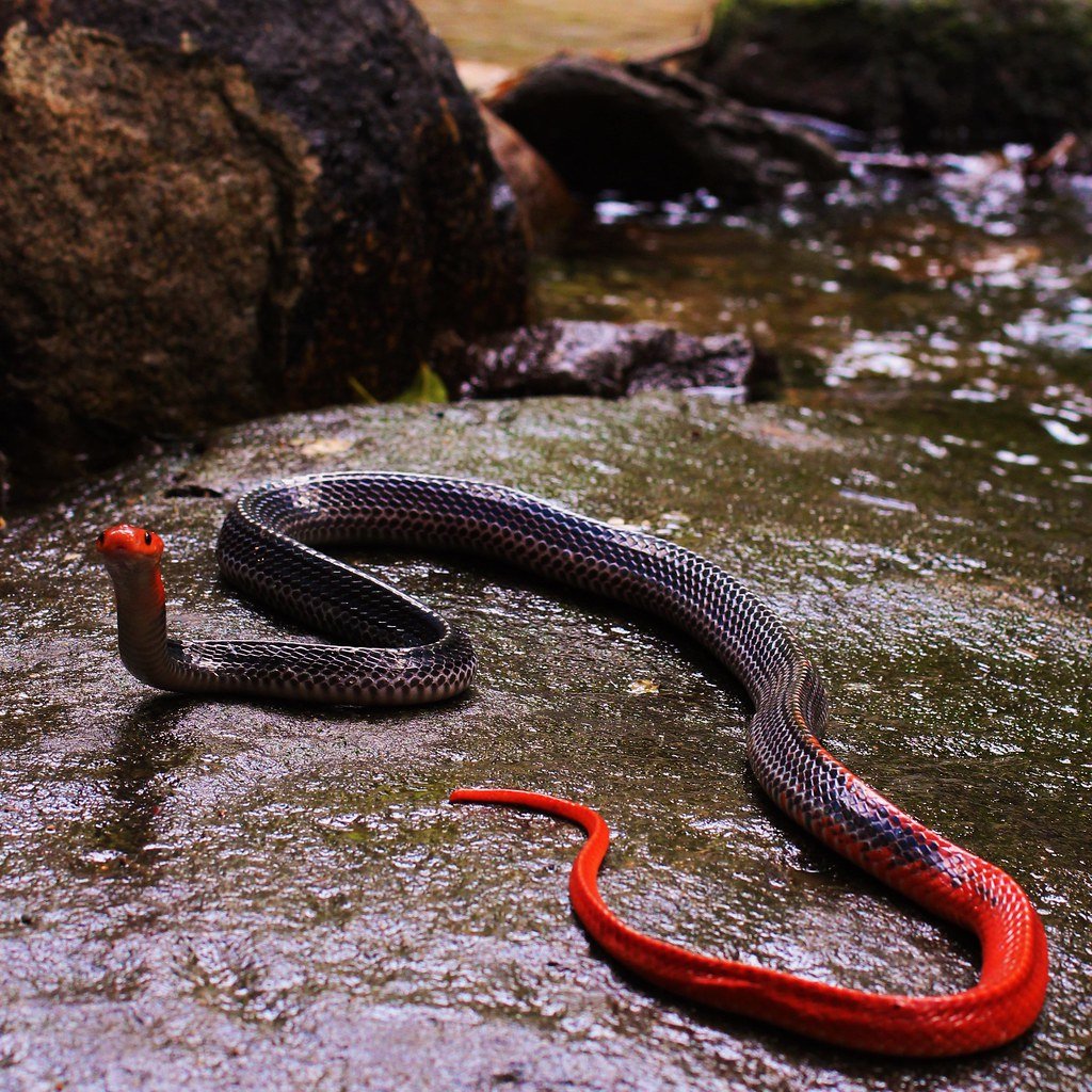 Желтоголовый Крайт змея