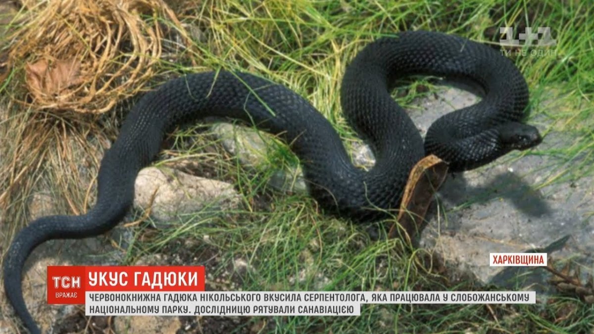 Гадюка в Пензенской области