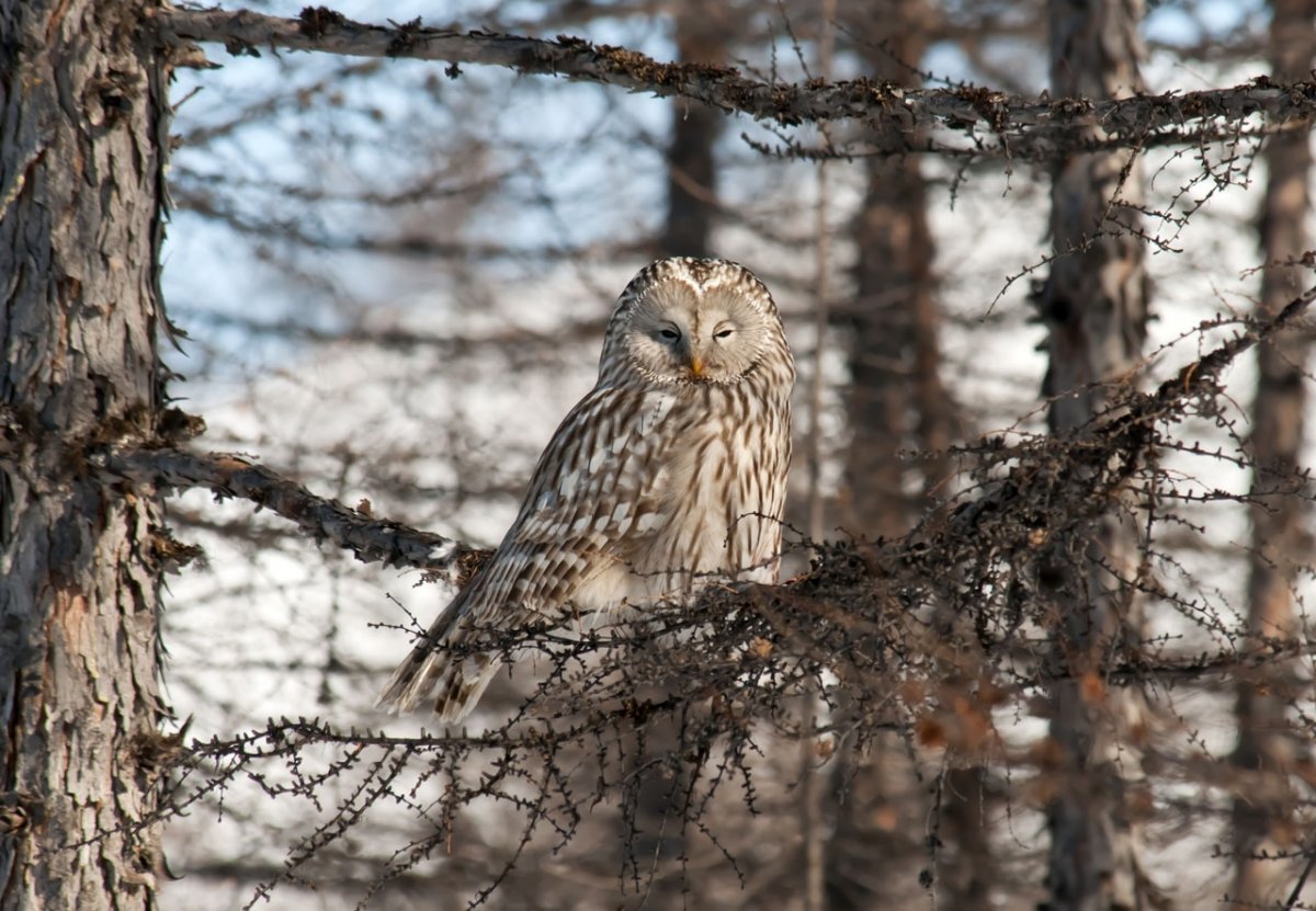 Ночные птицы Подмосковья