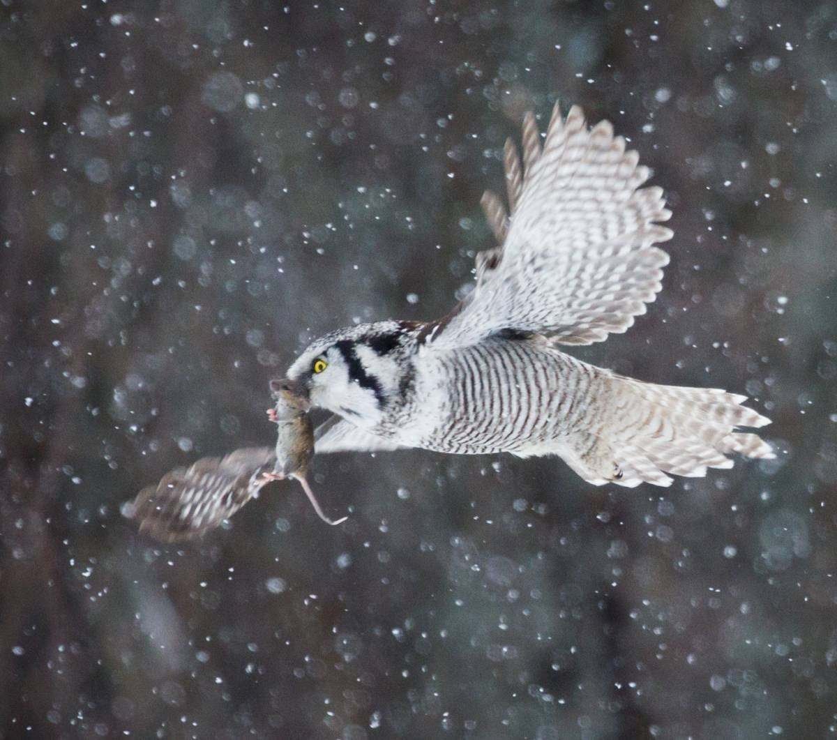 Ястребиная Сова