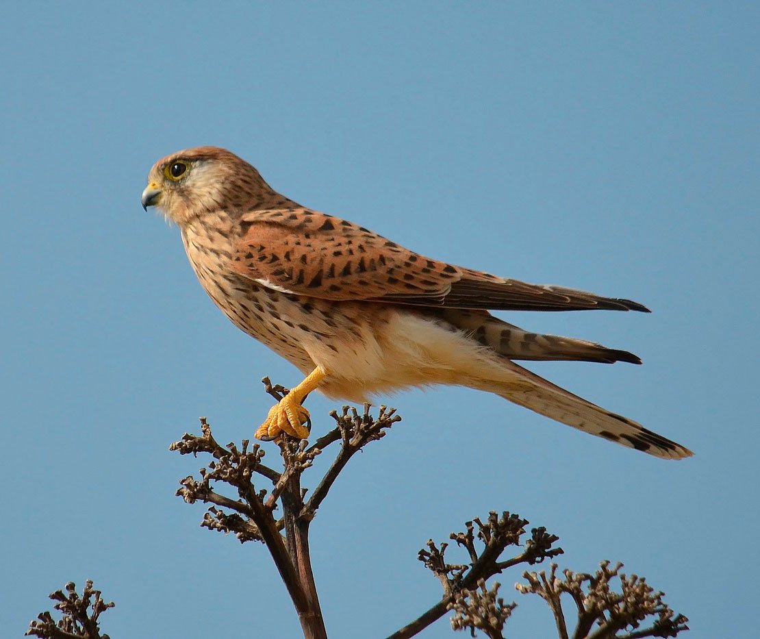 Сокол пустельга Степная