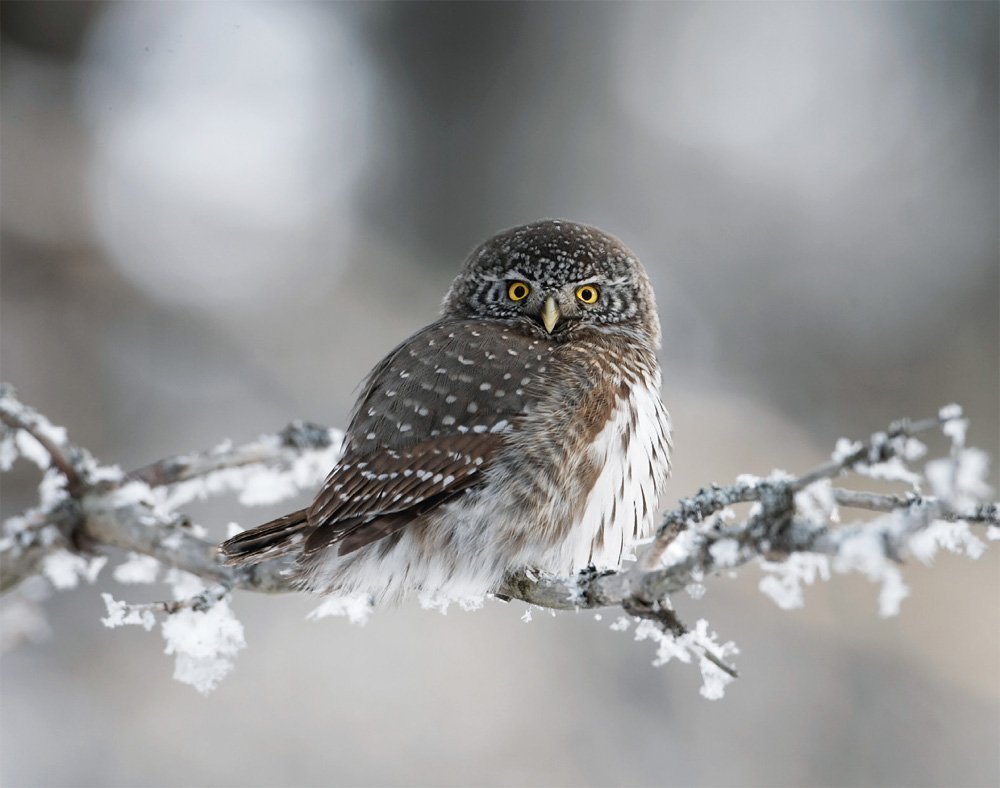 Калифорнийский Сыч Гном