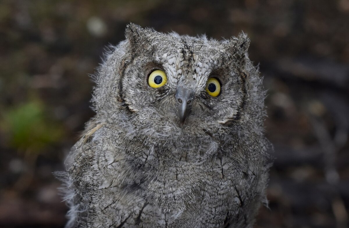 Ночные птицы владимирской области