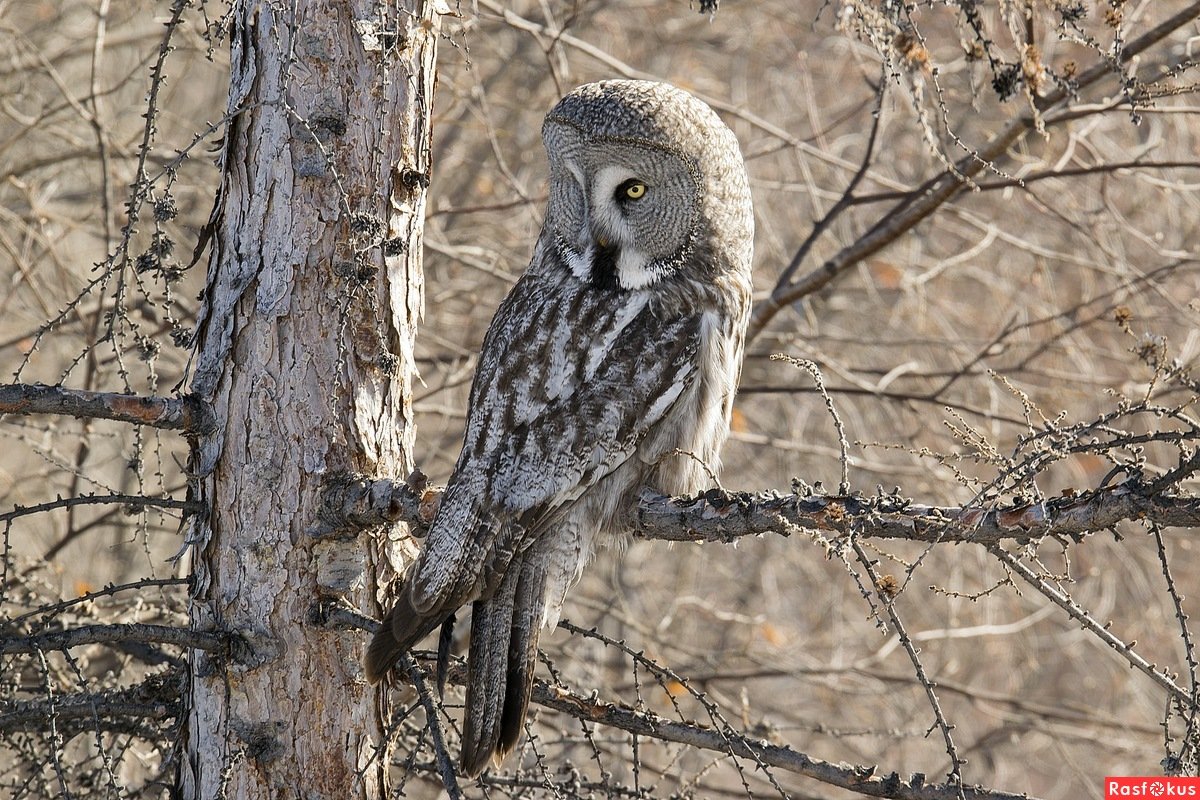 Птица бородатая неясыть