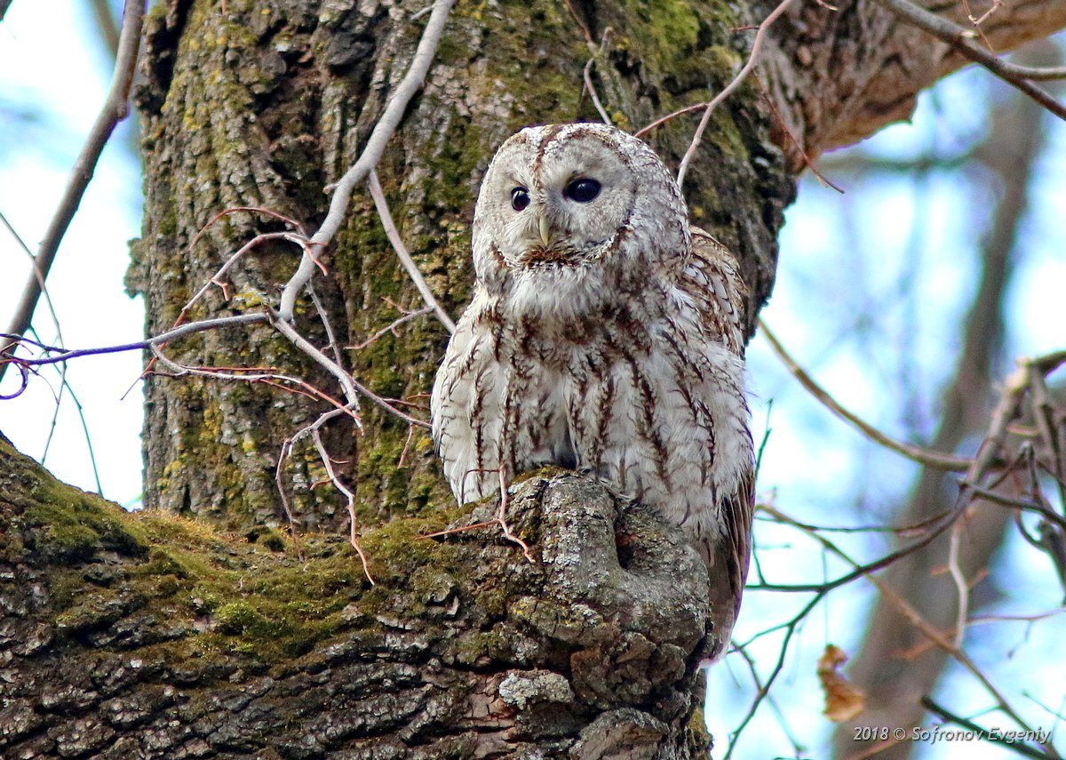 Неясыть серая обыкновенная