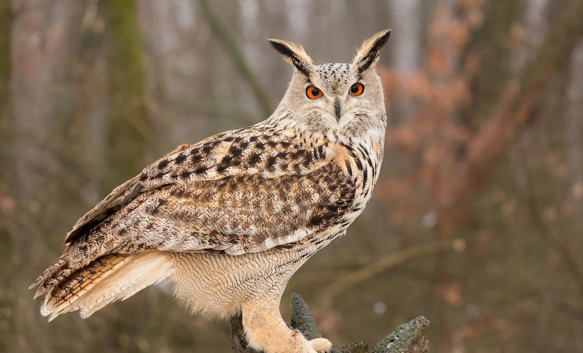 Филин обыкновенный (Bubo Bubo)