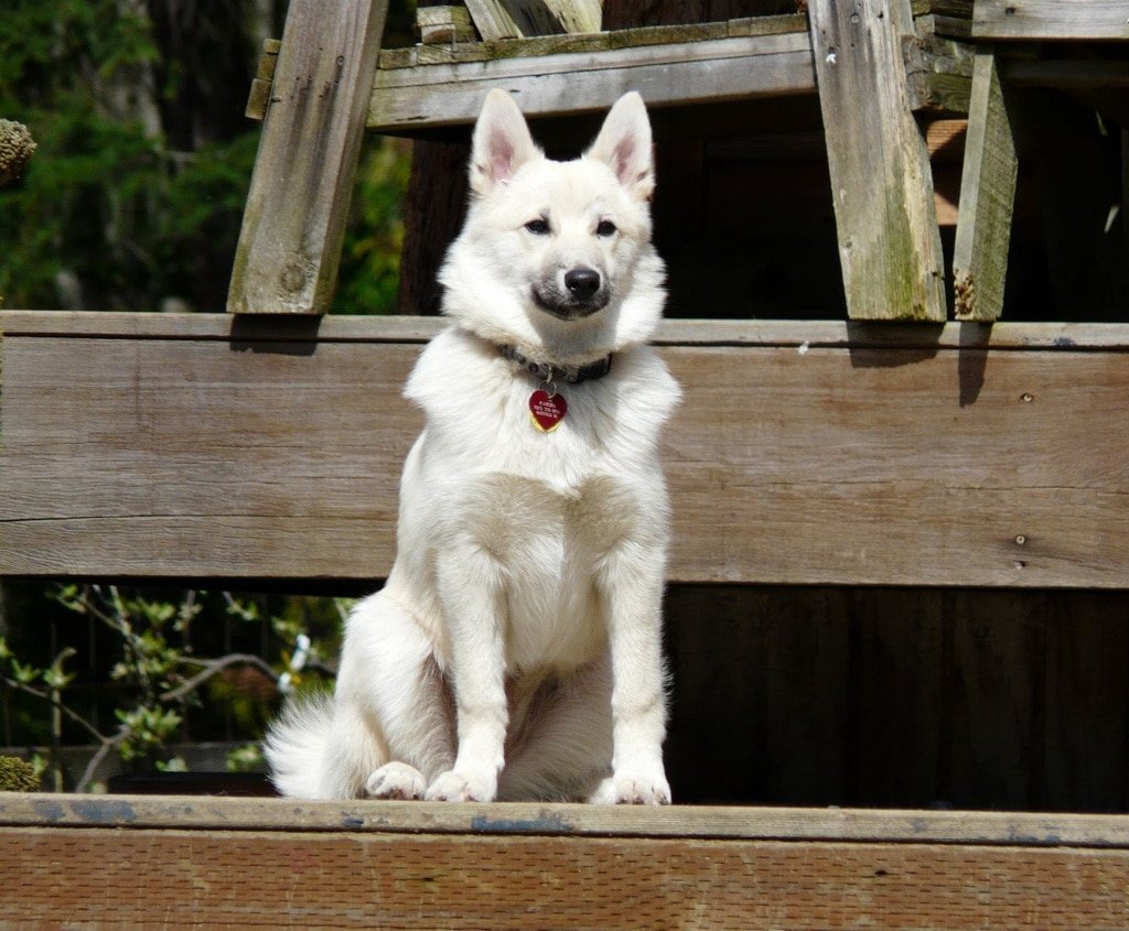 Норвежская овчарка бухунд