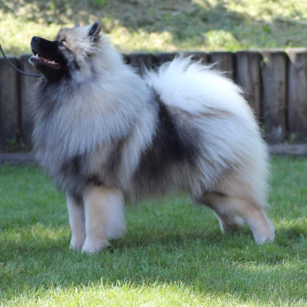 Собака викингов порода