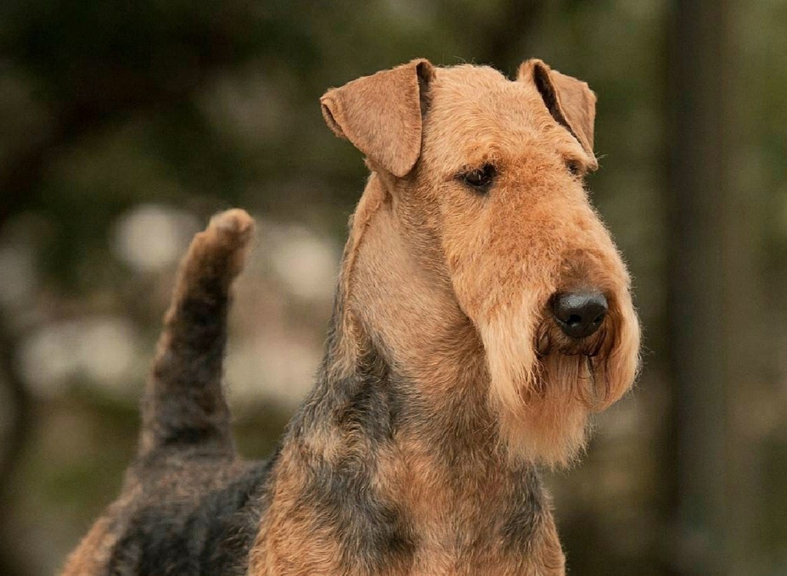 Лысая эрдель