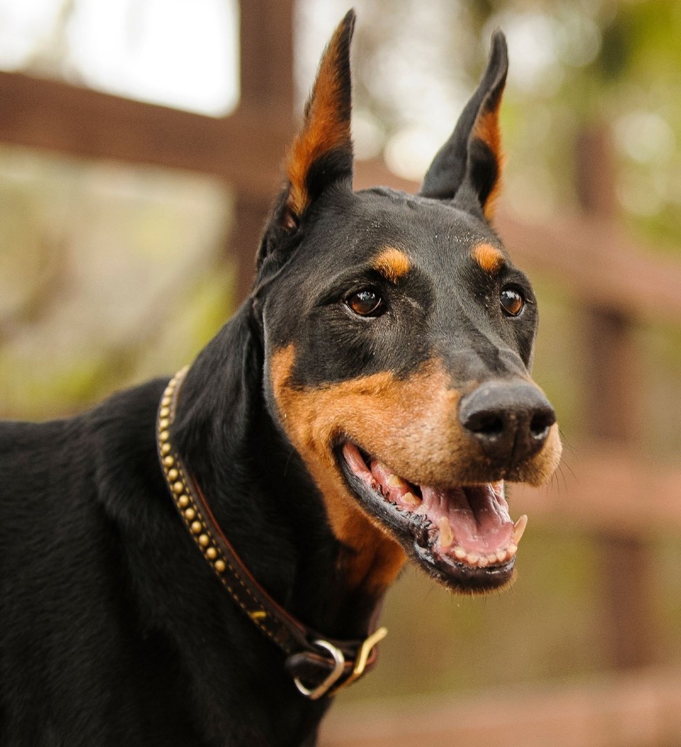 Эль Реми "Доберман"