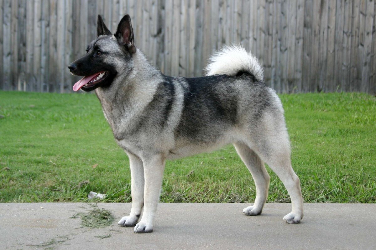 Норвежский серый элкхаунд