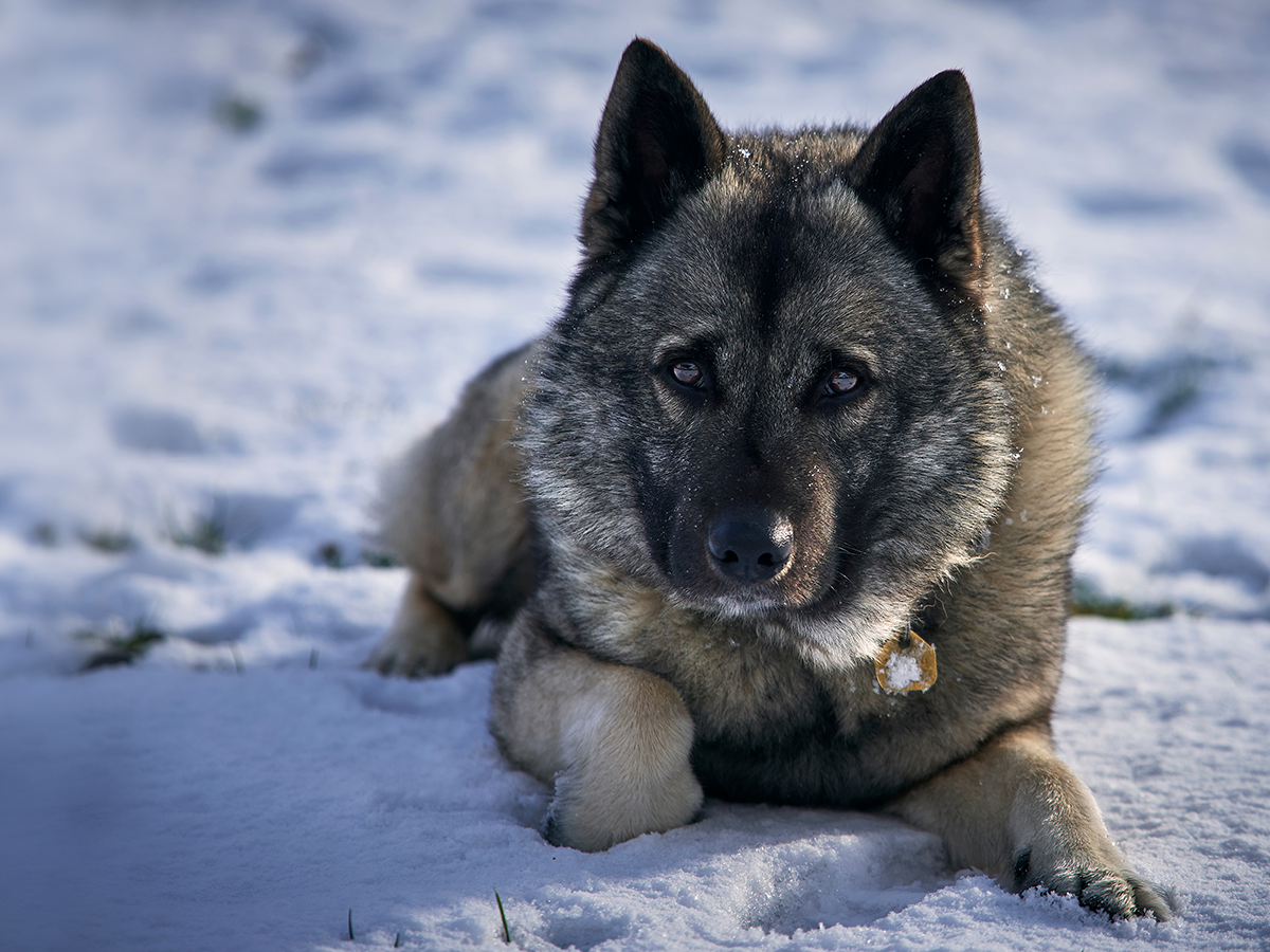 Норвежский лосось порода собаки