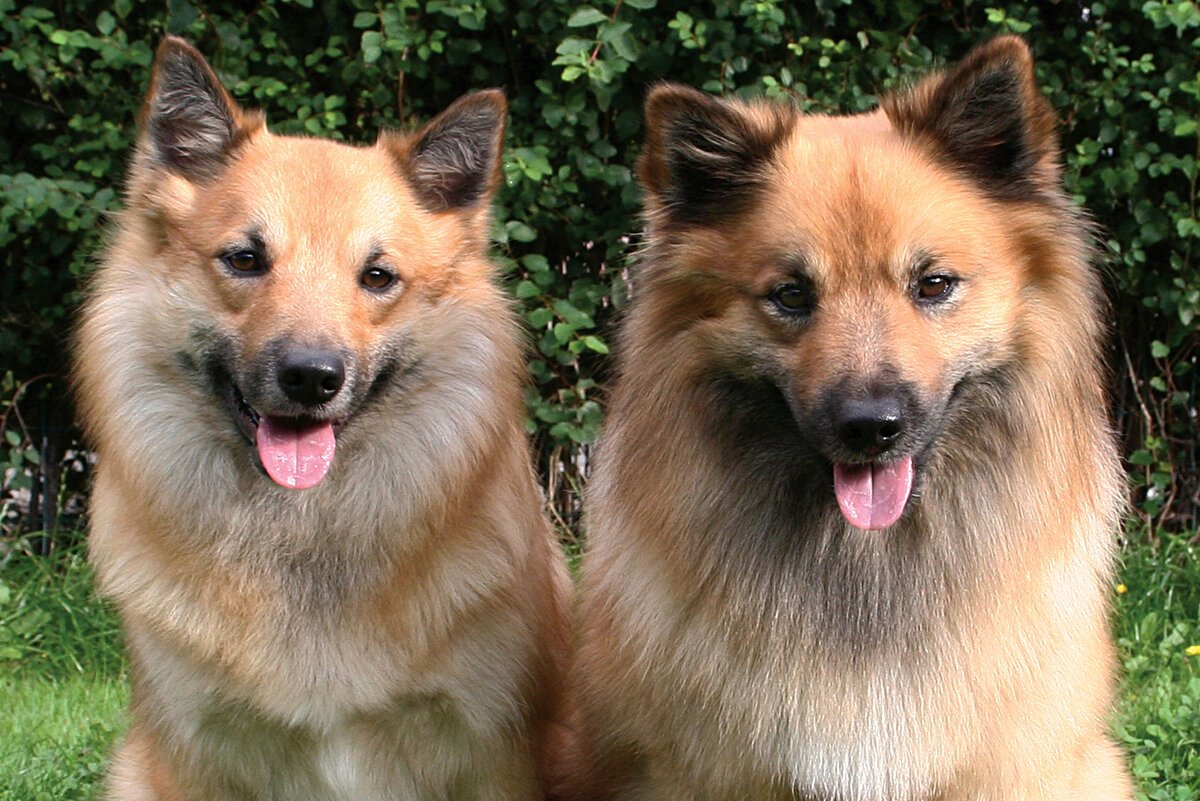 Исландская собака с человеком