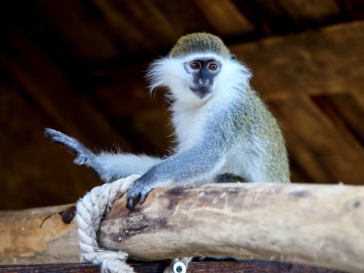 Мартышка верветка
