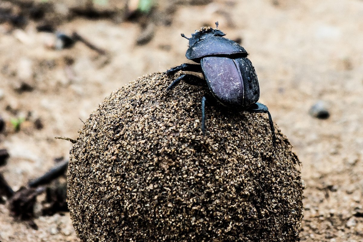 Норка жука скарабея