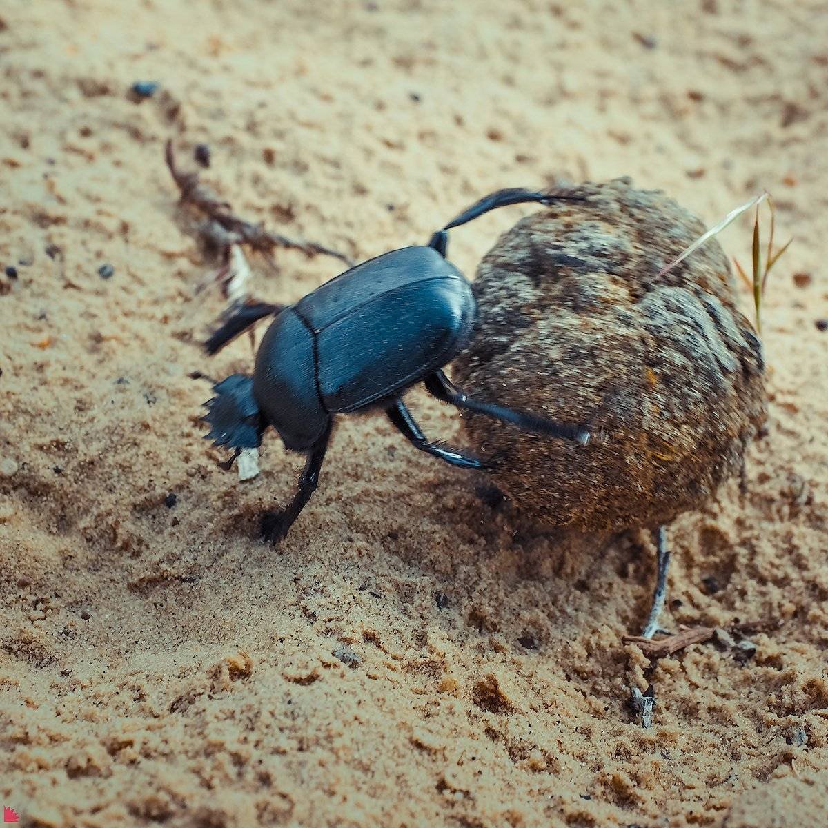 Жук навозник