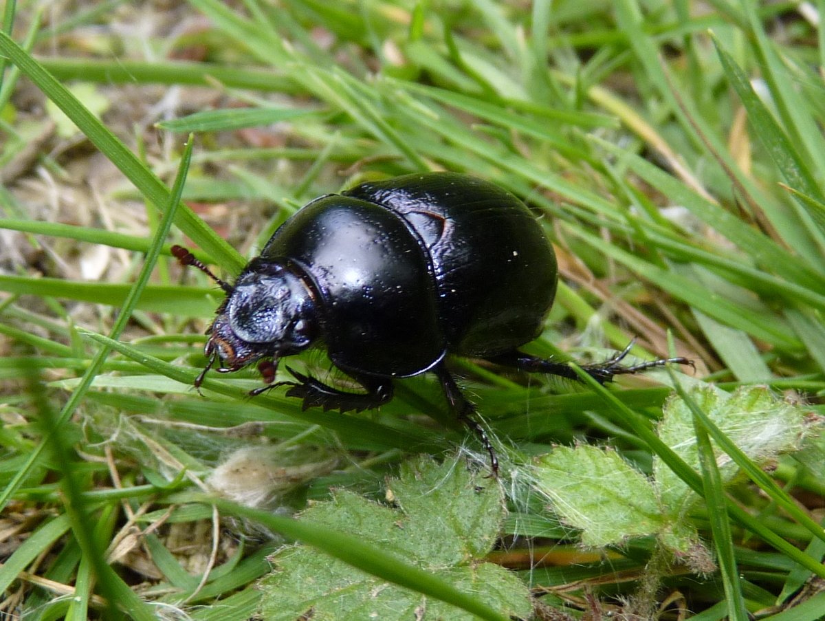 Жук навозник