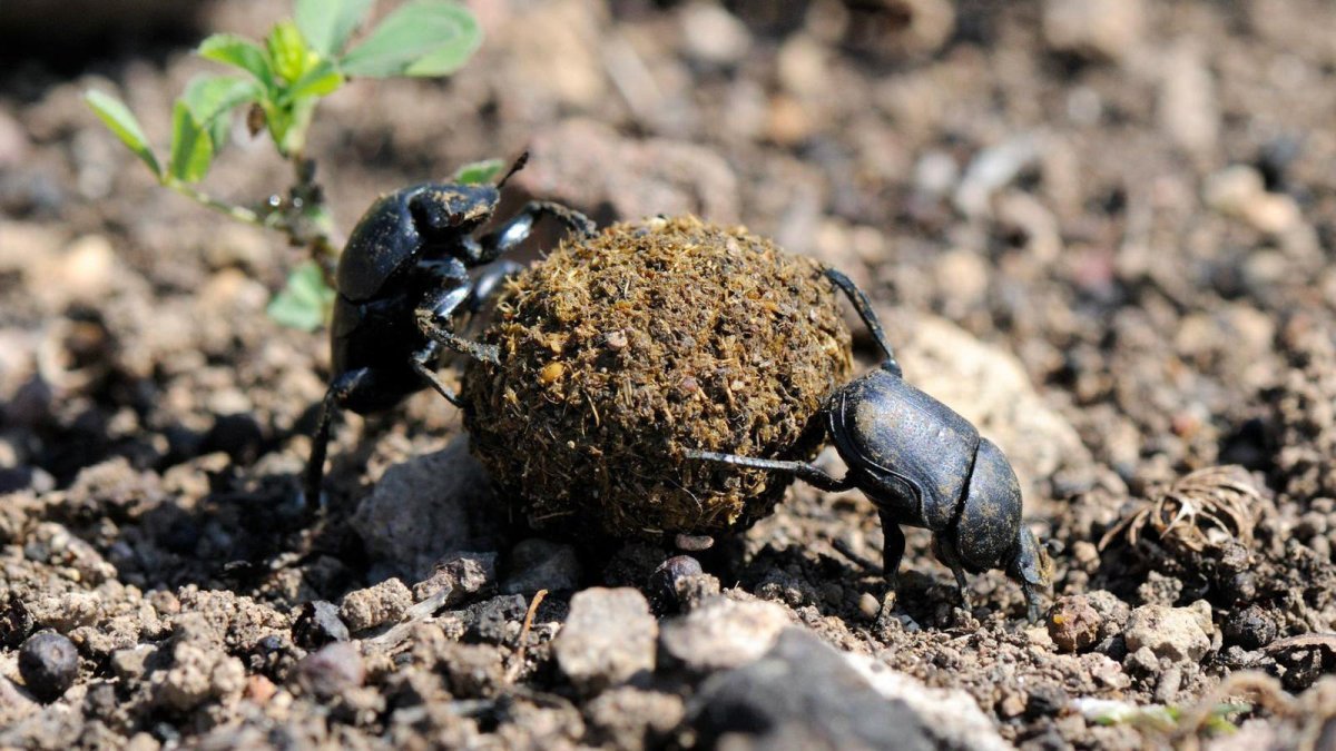 Жук навозник с навозом