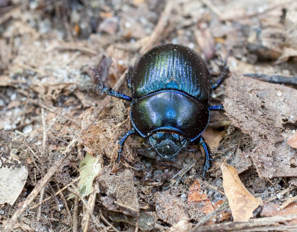 Жук навозник