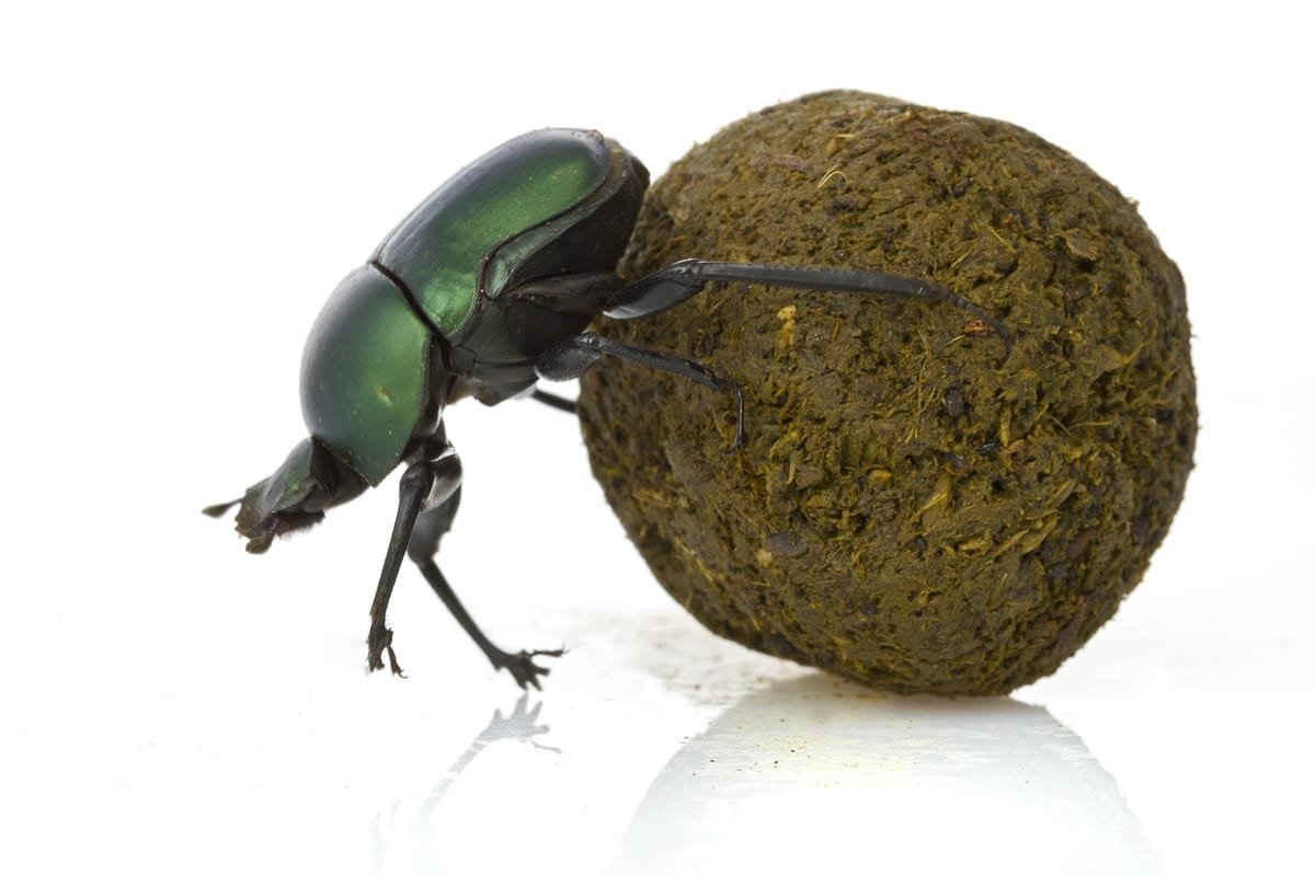 Жук навозник на белом фоне