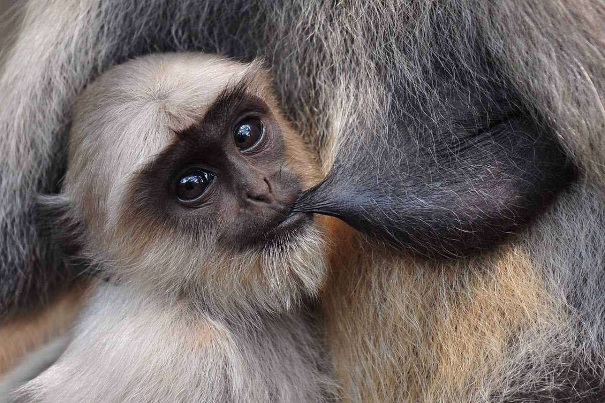 Грудь обезьяны