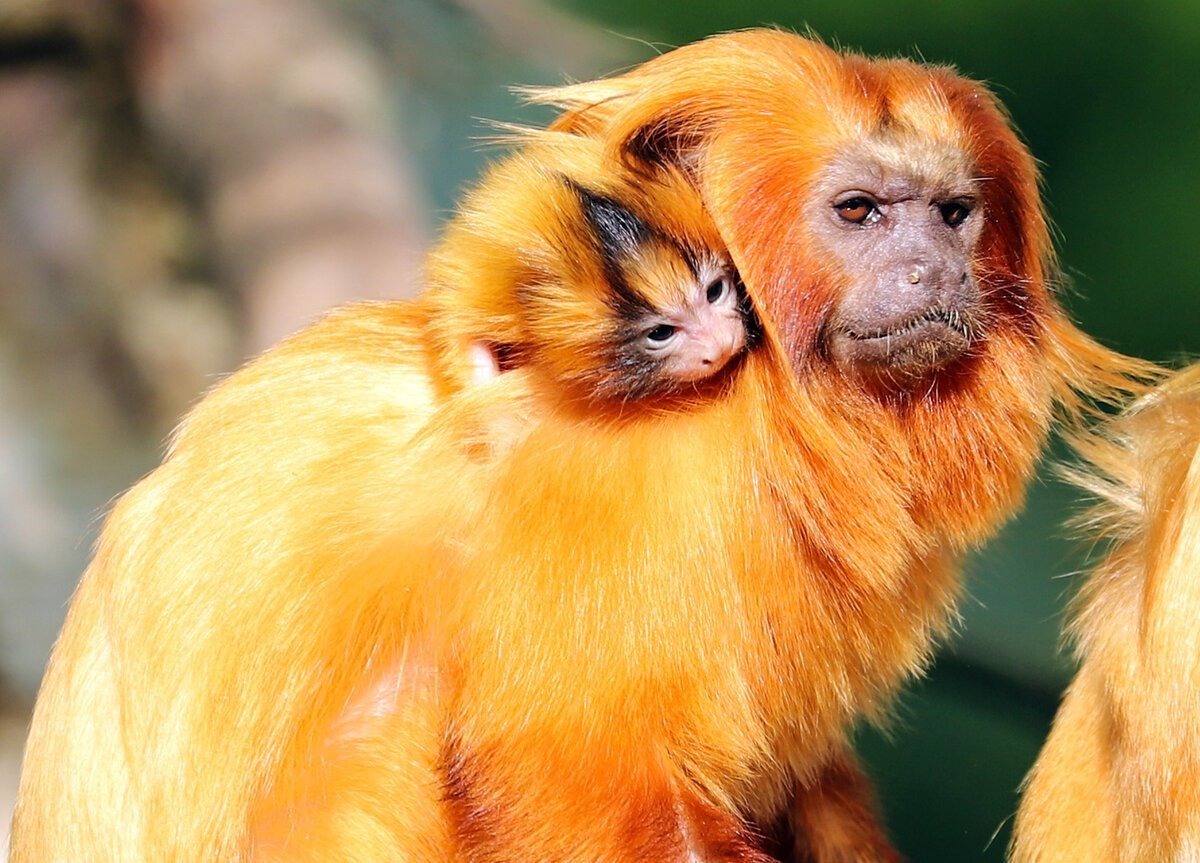 Золотистая игрунка