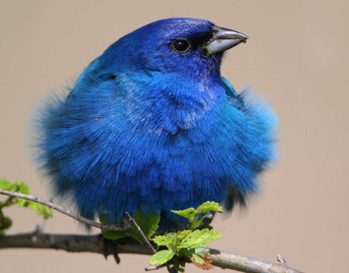 Индиговый овсянковый Кардинал