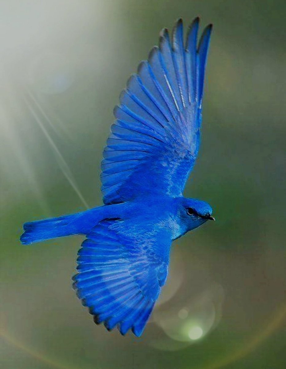 Сиалия синяя птица